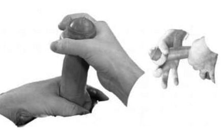 The sprain of the penis to increase