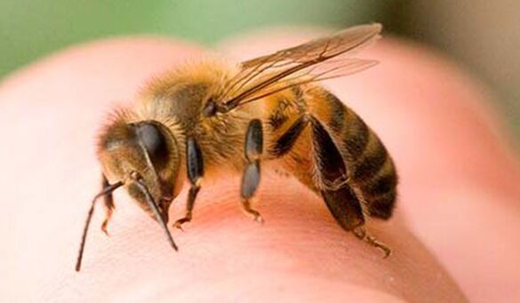 Bee sting - an extreme way to enlarge the phallus