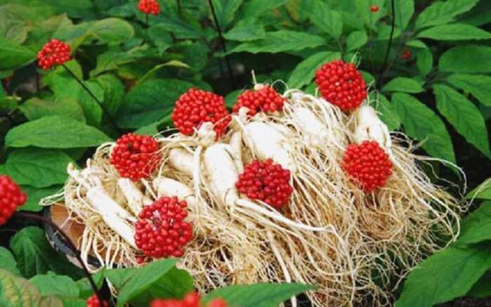 Ginseng root increases male potency, contributing to the growth of the head of the penis